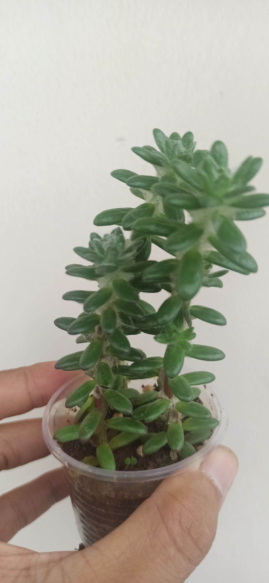 mười giờ Brazil (portulaca werdermannii)