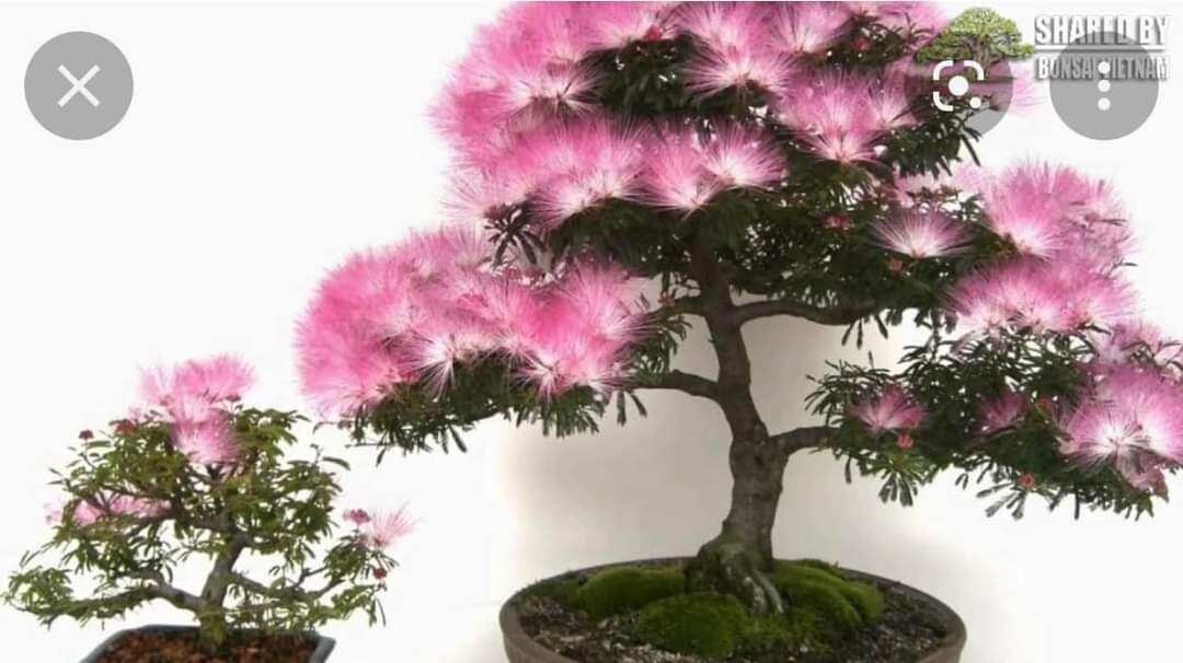 Cây kiều hùng hoa màu hồng, lá nhỏ, phôi bonsai cao 1.5m