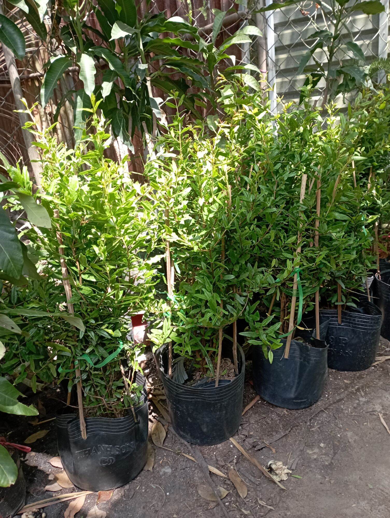 Cây giống Lựu đỏ Ấn Độ