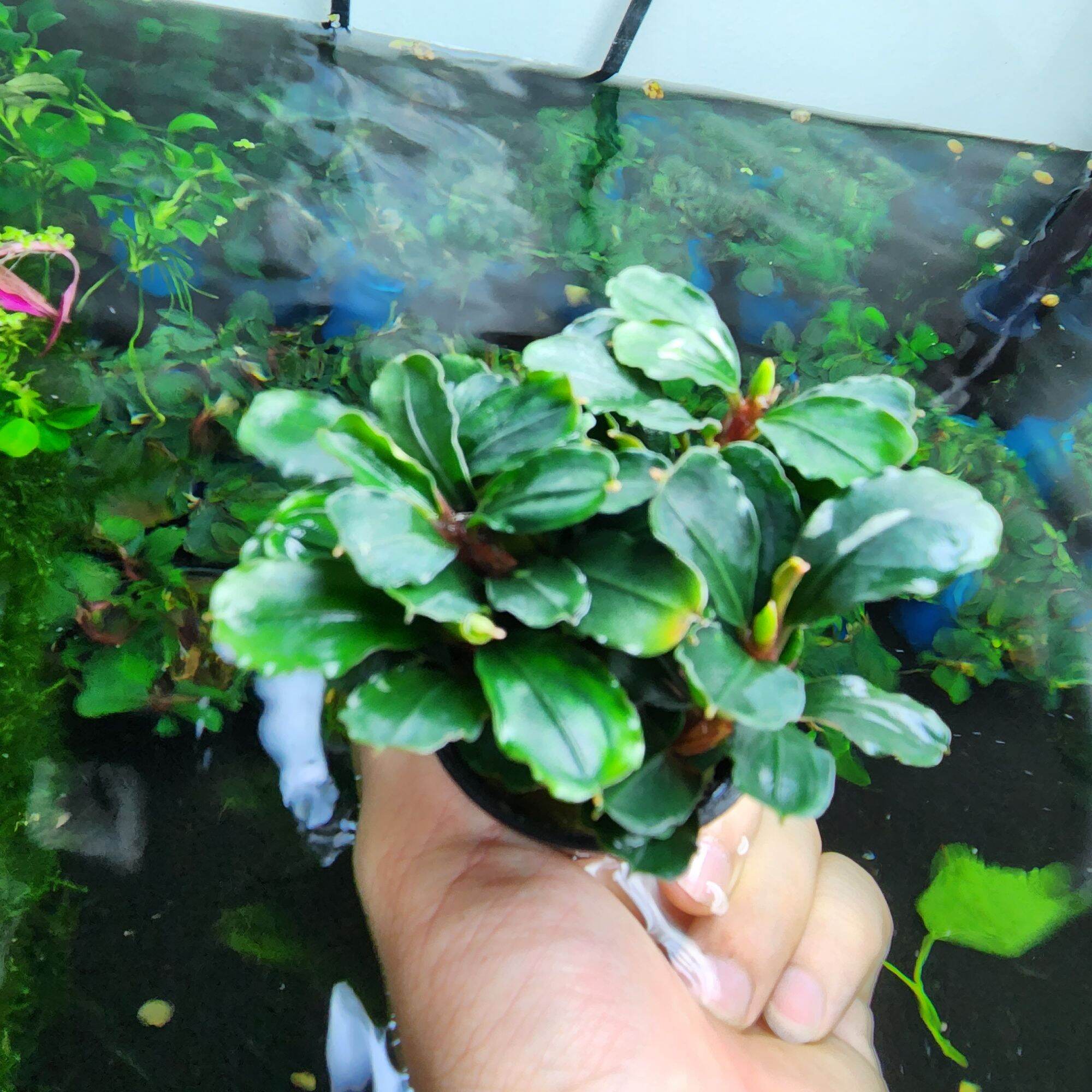 Bucep Phaladra - Cây thủy sinh siêu đẹp, dễ chăm sóc (1 Chậu)
