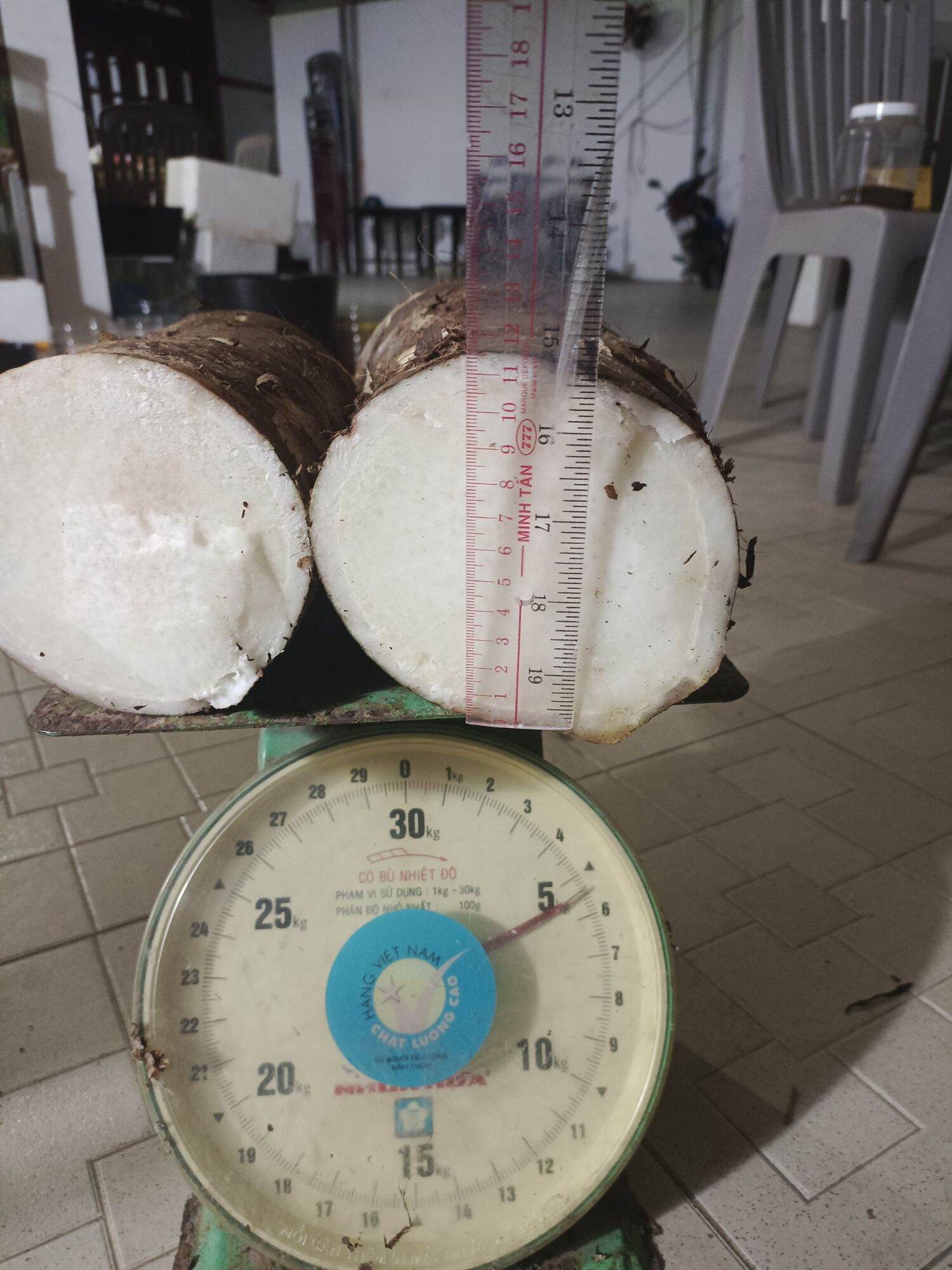 Củ bạc hà núi 5kg bao chất lượng