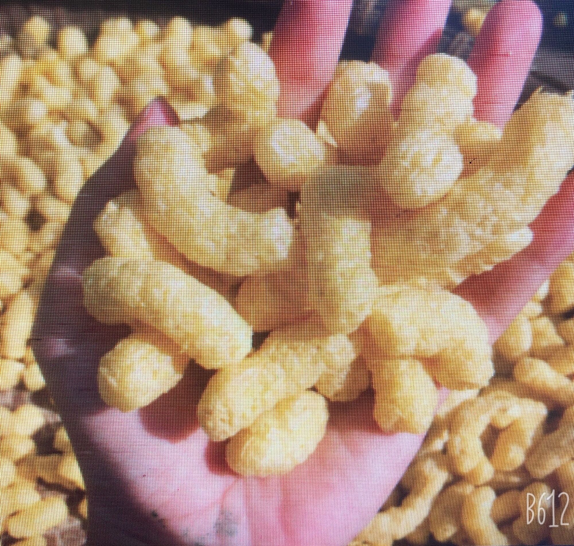 500g bỏng bọ ngô không đường