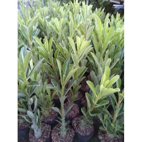 Cây hoa sứ Thái cánh kép