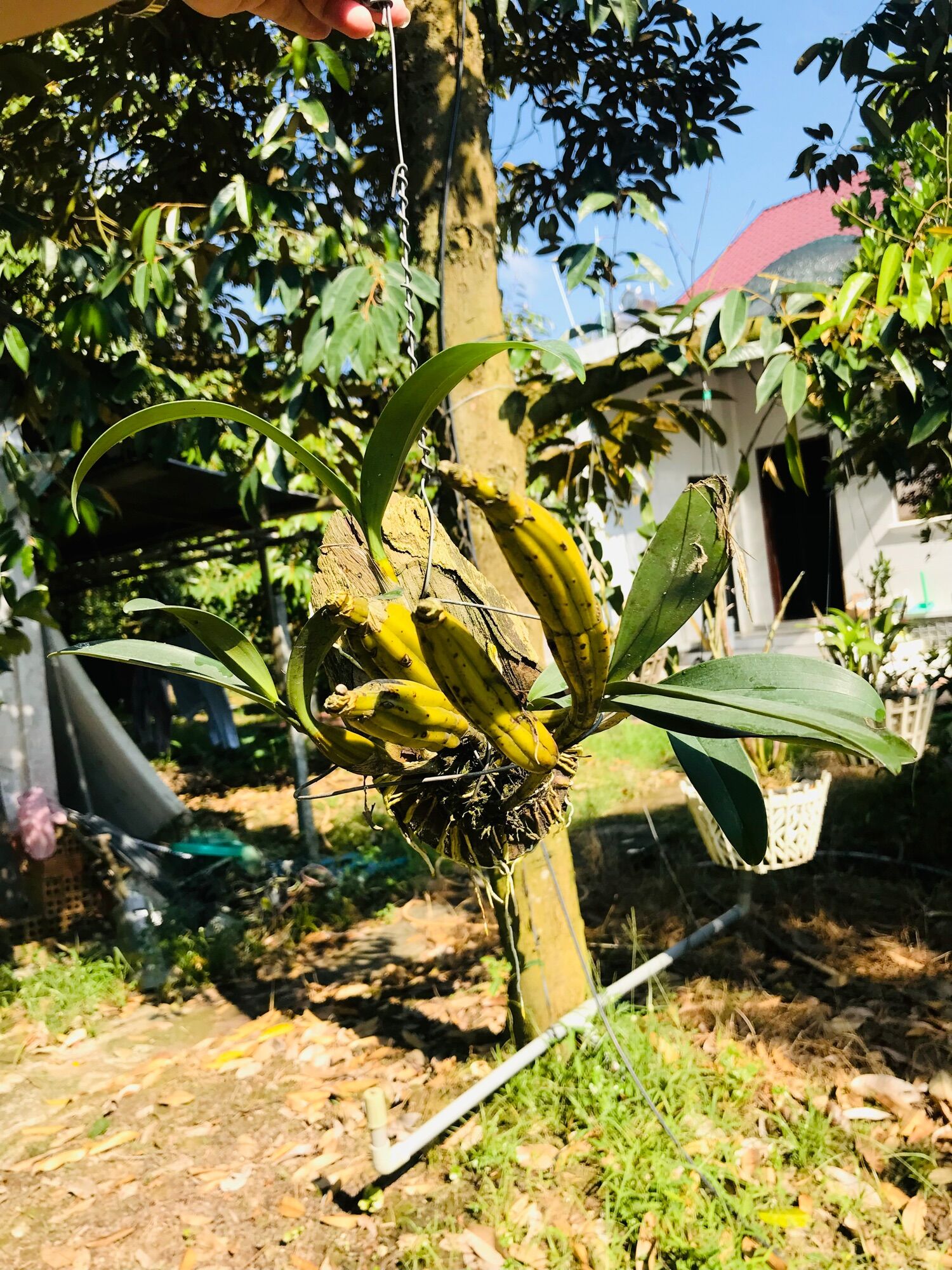 Hoa lan hoàng lạp rừng, trồng thuần - 1 bảng