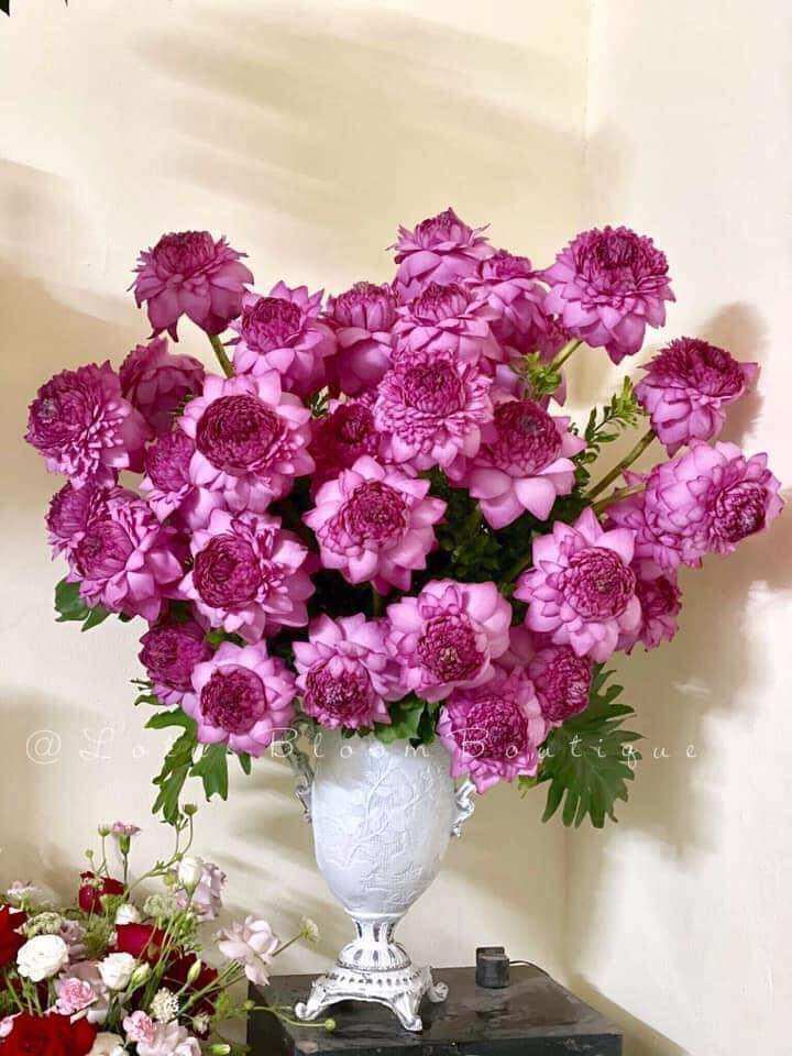 củ giống sen ngàn cánh