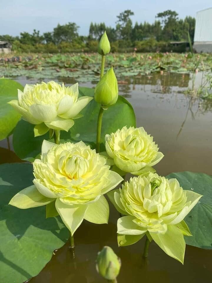 Hạt giống sen thái nghìn cánh