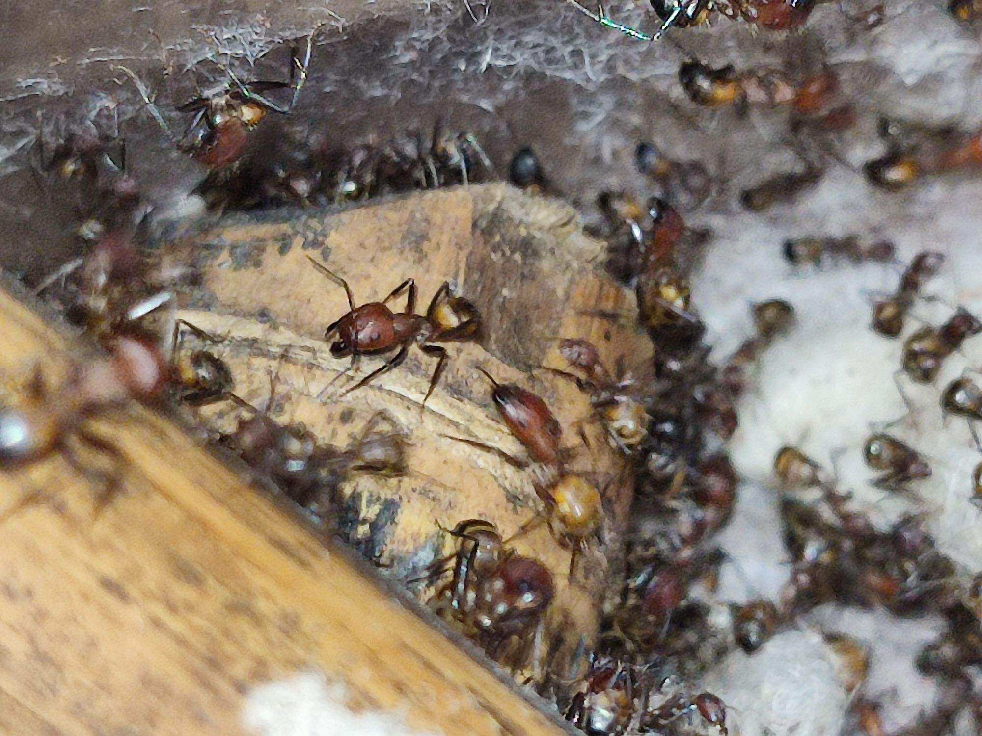 nico  1q 450w kiến cảnh săn mồi thiện chiến