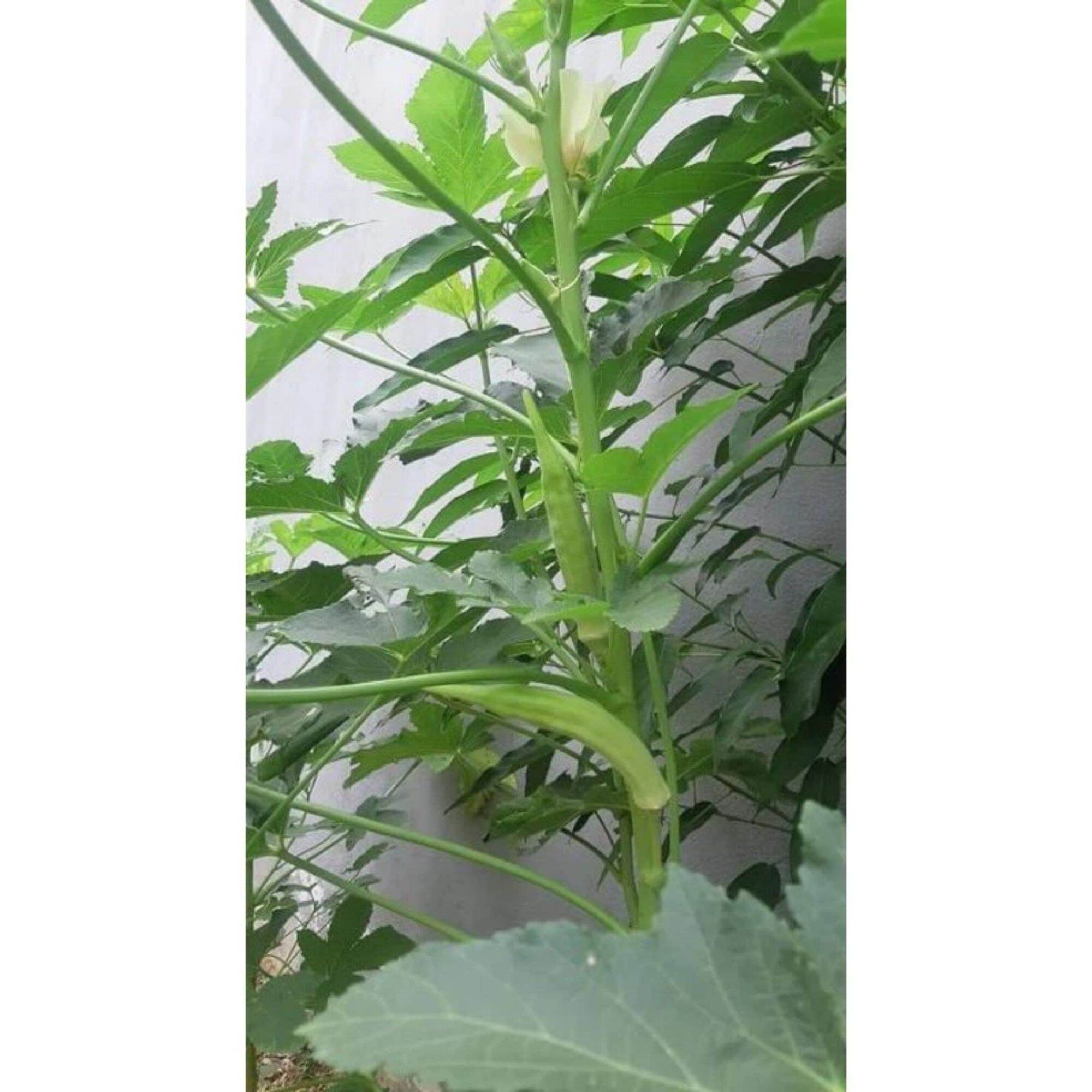 1 CÂY ĐẬU BẮP LÙN Siêu Trái