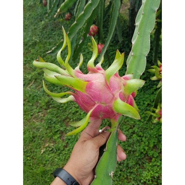 3 cành giống thanh long ruột trắng
