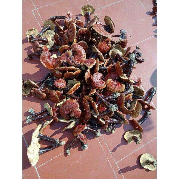 100g nấm lim xanh