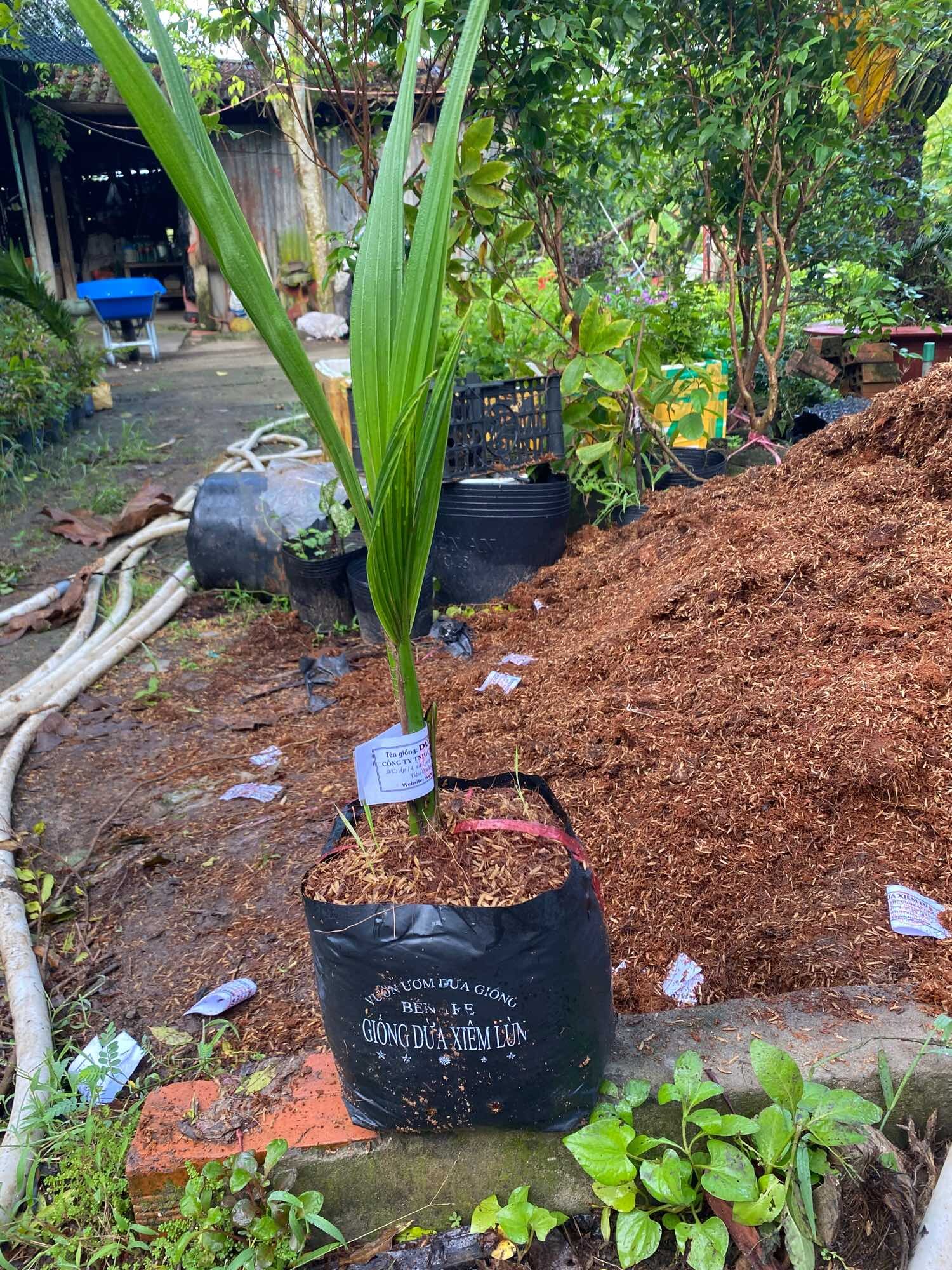 Cây Dừa Xiêm Lùn ( cây giống )