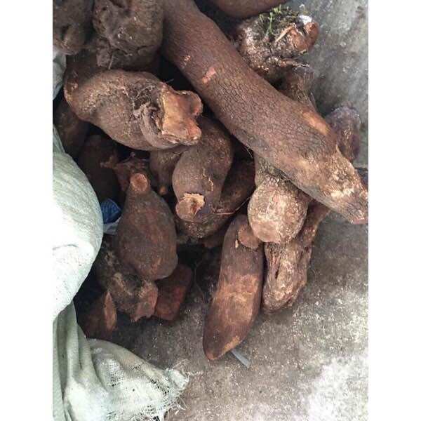 Combo 2kg tầm gửi nghiến tươi