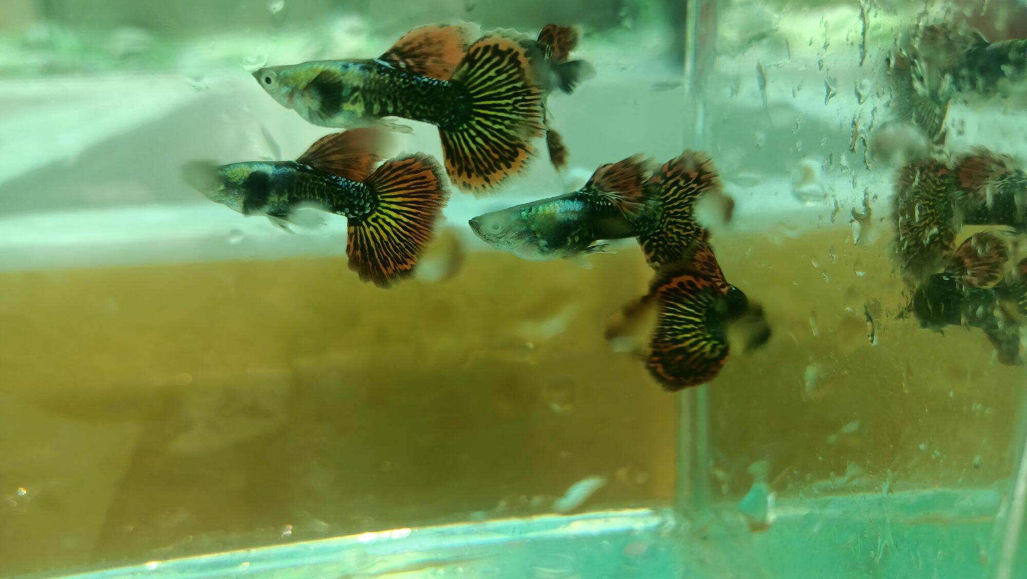 5cặp Rồng đỏ