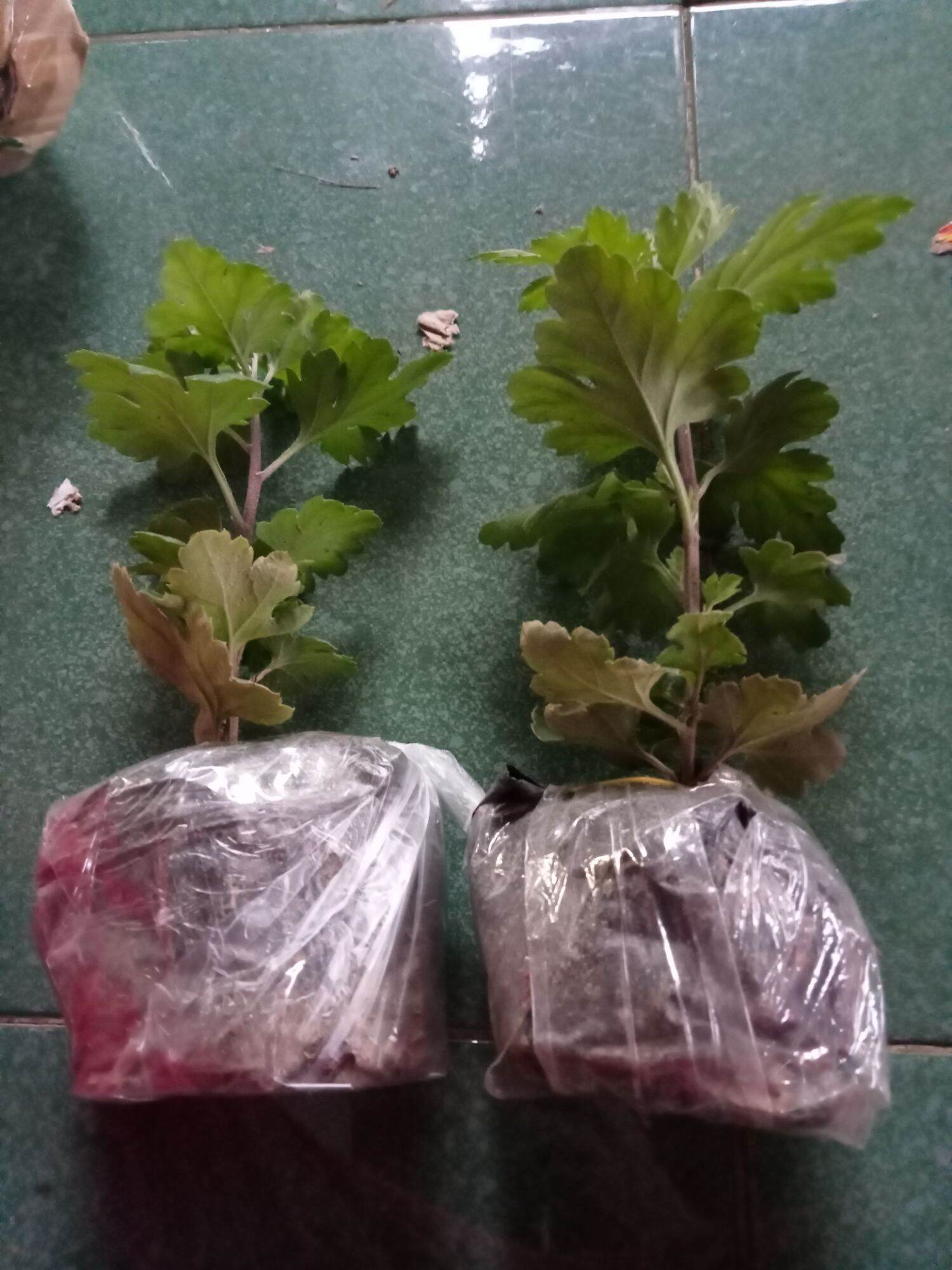 Cúc cổ Sơn la