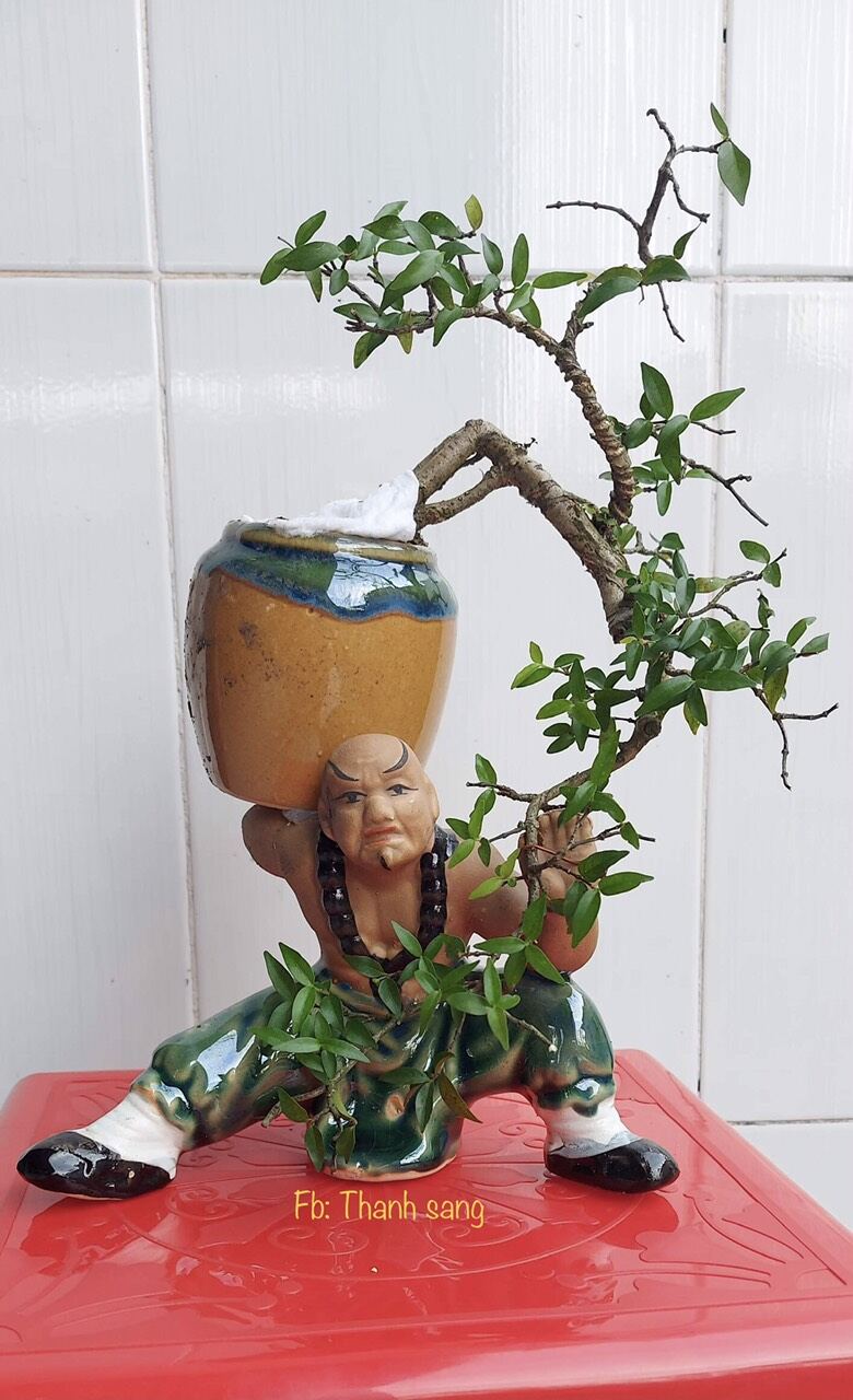 cõng vò mini