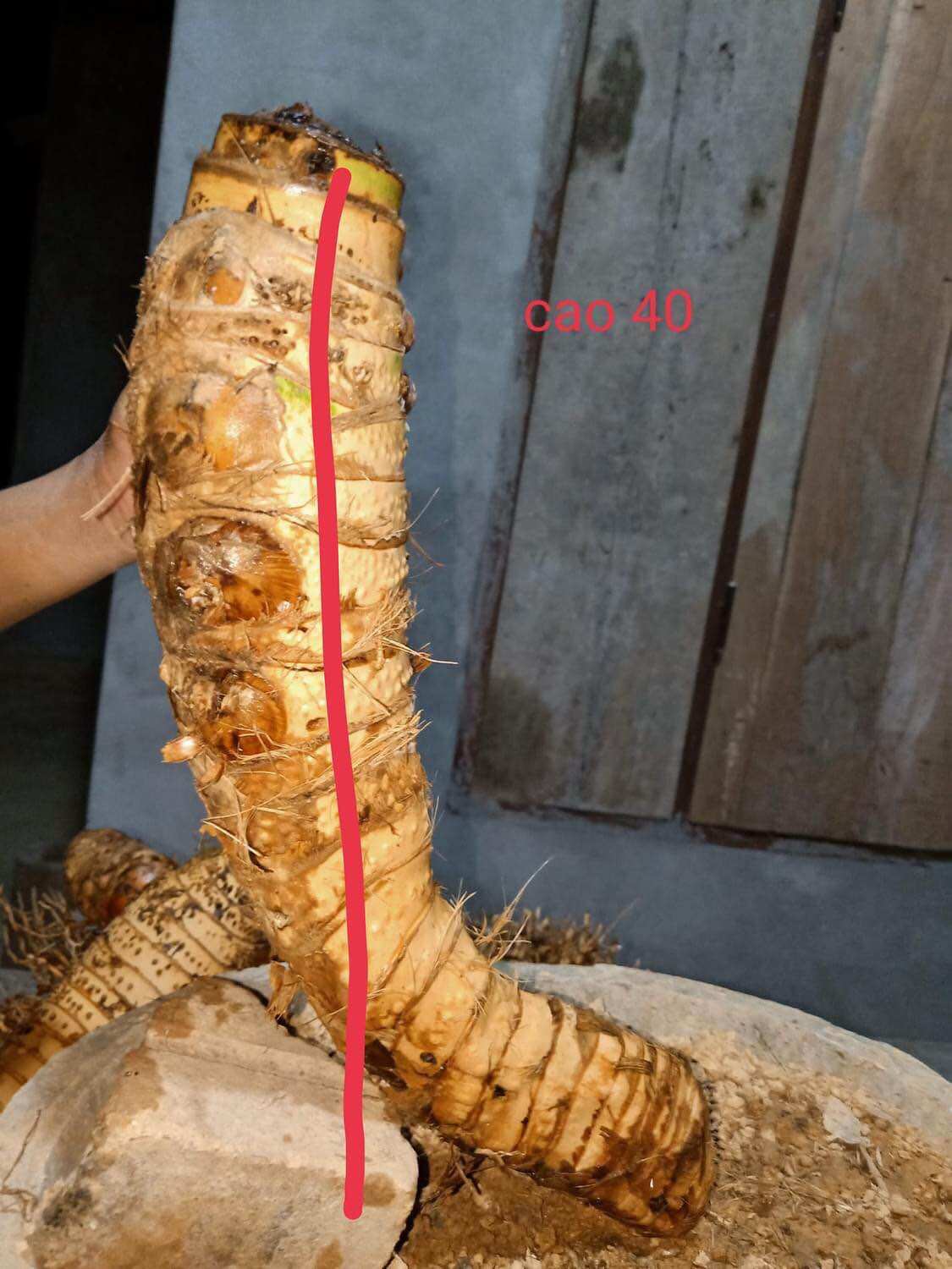 Phôi tre bonsai, gốc tre đẹp