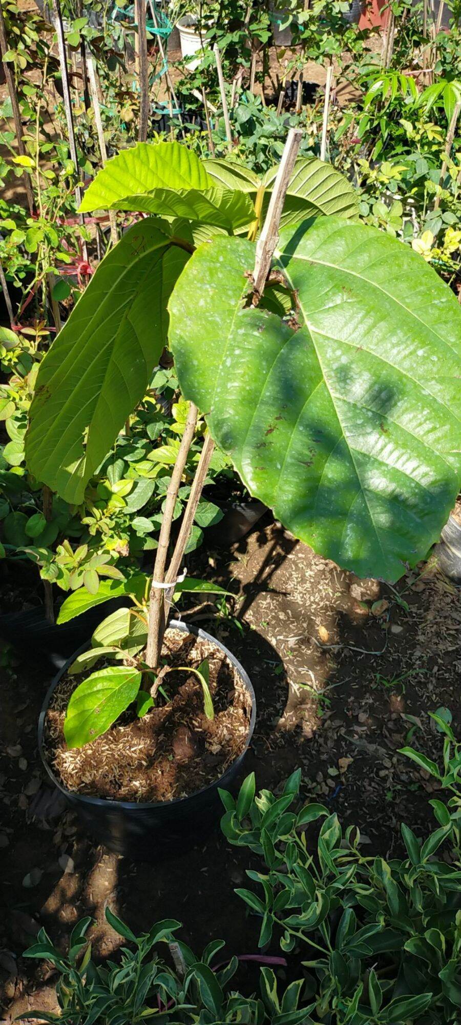 CÂY GIỐNG vả mật. cây cao khoẻ
