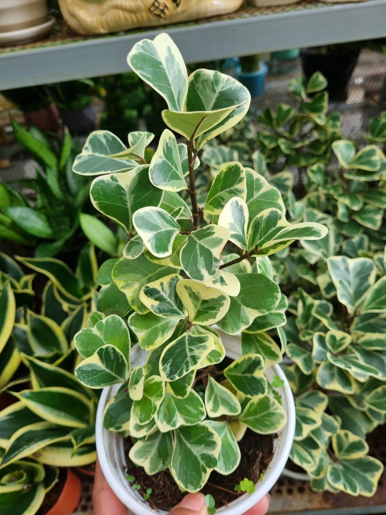 Cây Bàn cẩm thạch