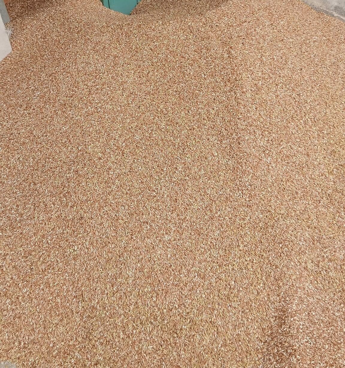 5kg gạo lứt đỏ dẻo Điện Biên ( lứt đỏ nương) mềm dẻo