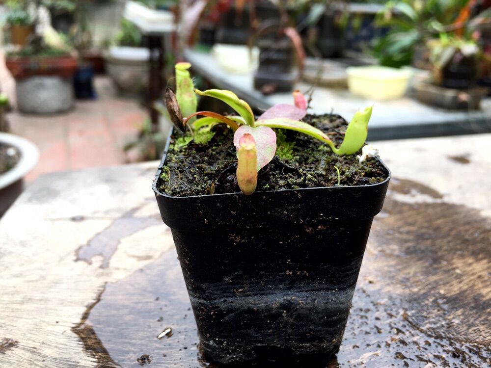 Cây nắp ấm nhỏ