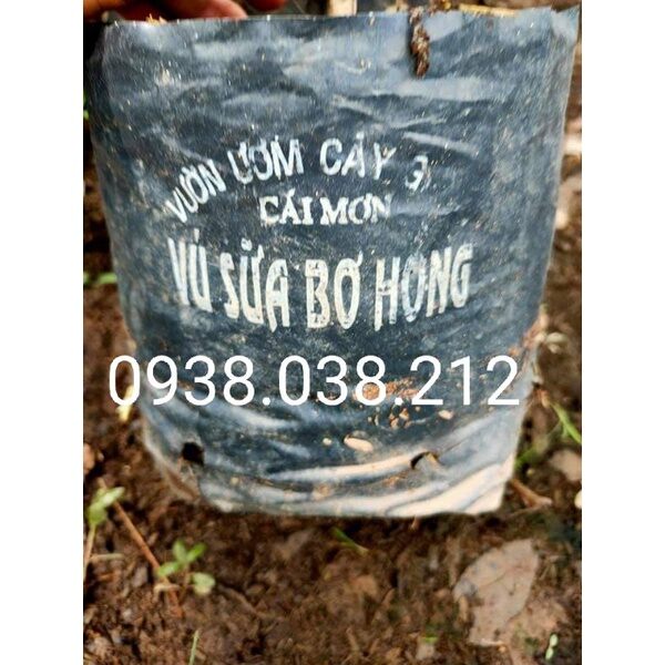 CÂY GIỐNG VÚ SỮA BƠ HỒNG
