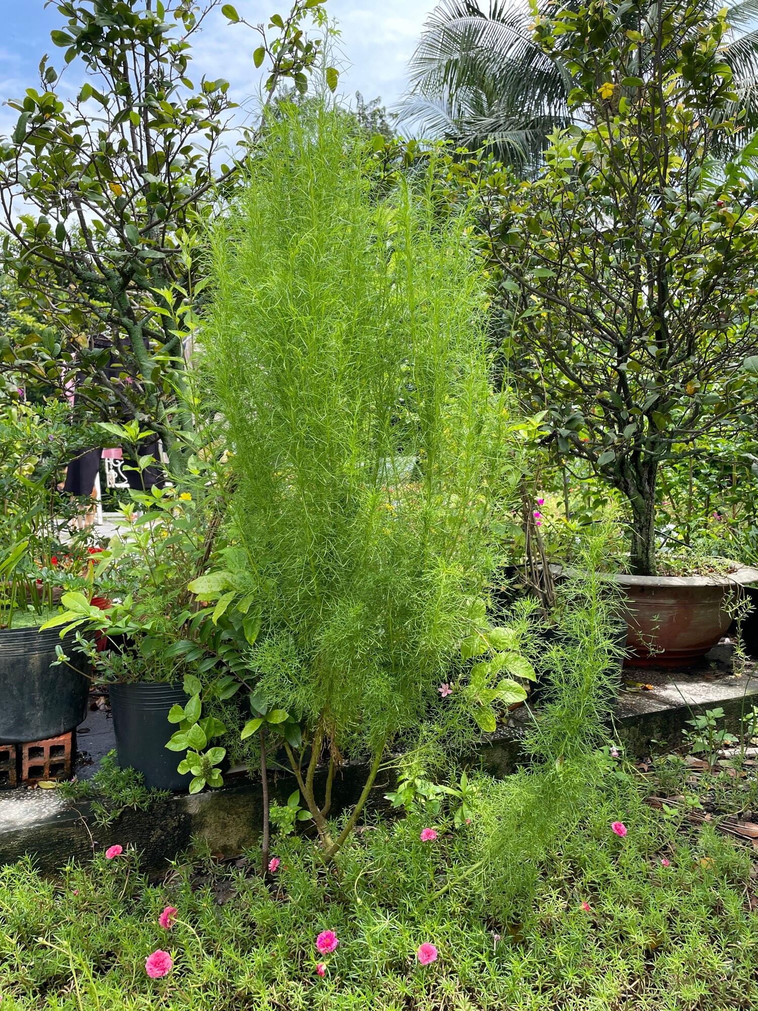 Cây giống thì là thân gỗ