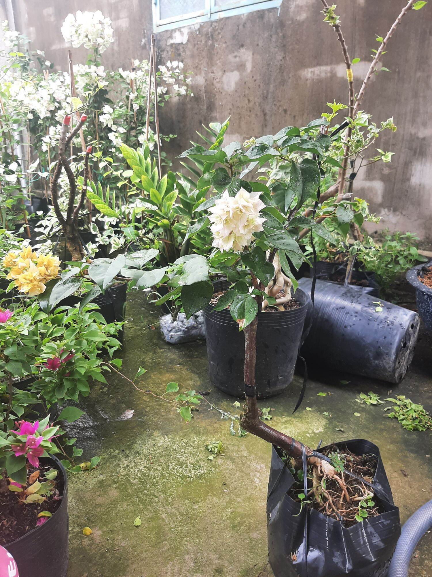 Cây hoa giấy kép vàng+ phớt hồng ghép gốc Mỹ