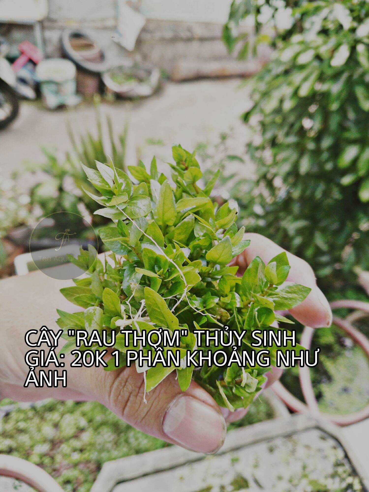 Rau thơm thủy sinh - bò nền 1 phần 5-7 nhánh