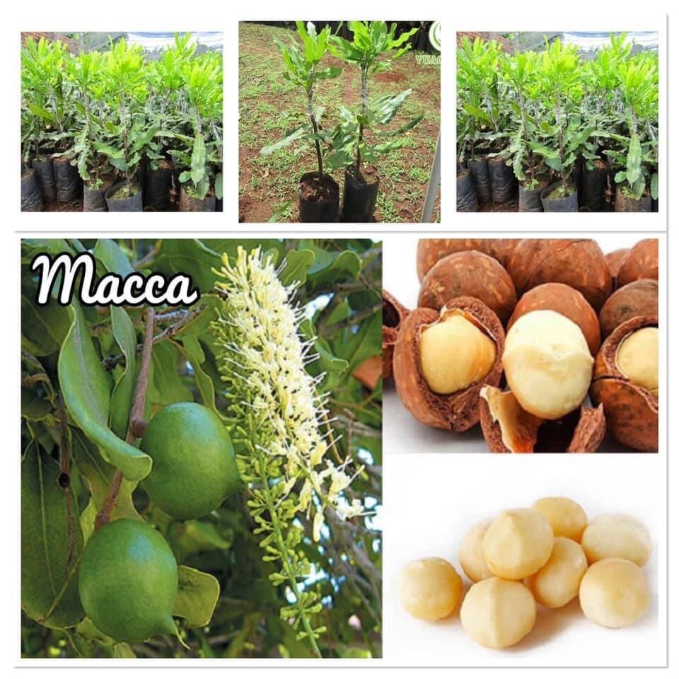 Cây Macca giống