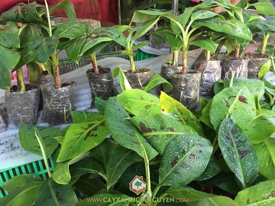 Chuối Già Nam Mỹ cây cấy mô