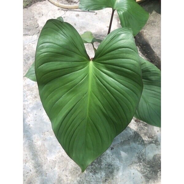 Cây thiên niên kiện