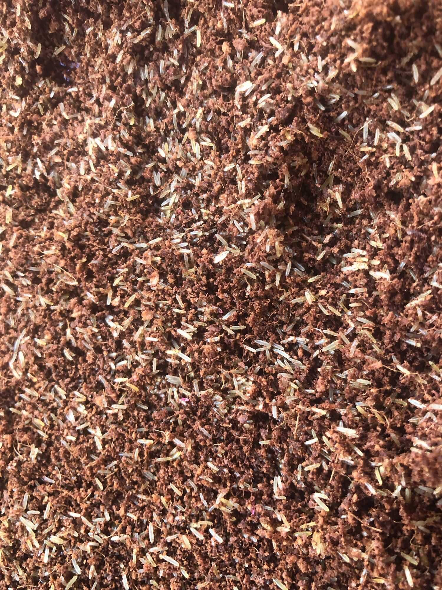 Trứng dế giống thái vàng 48h bao nở. trứng nhiều .con giống khỏe