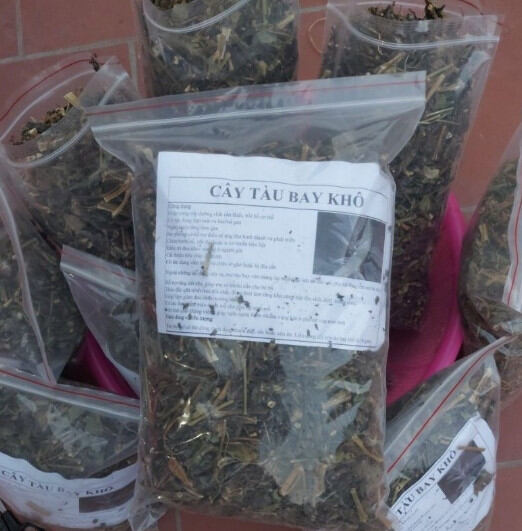 Cây tàu bay ( cây kim thất) khô