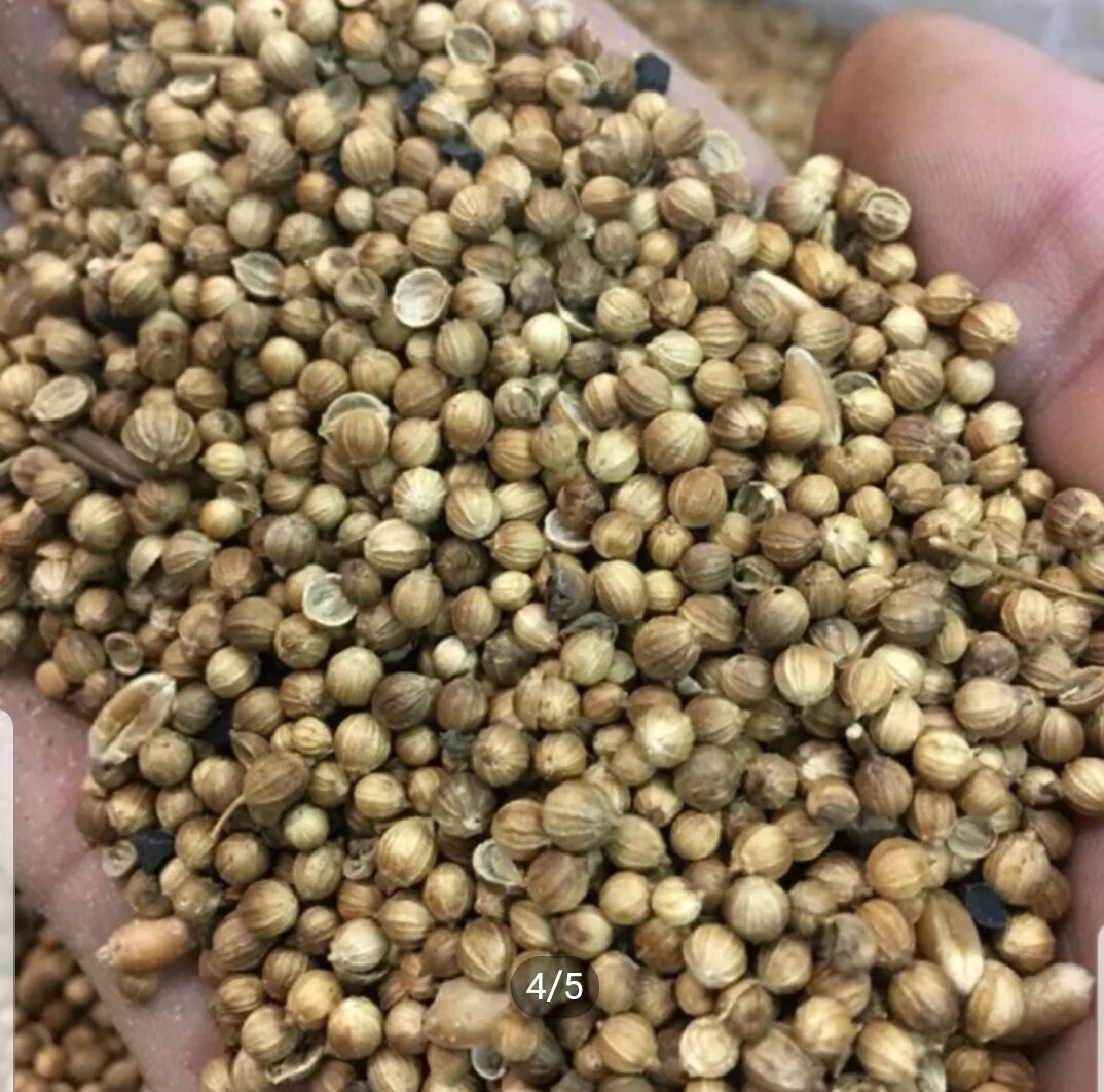 100g hạt mùi (ngò) khô loại ta giống cũ thơm