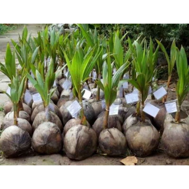 cây giống dừa xiêm dây siêu trái