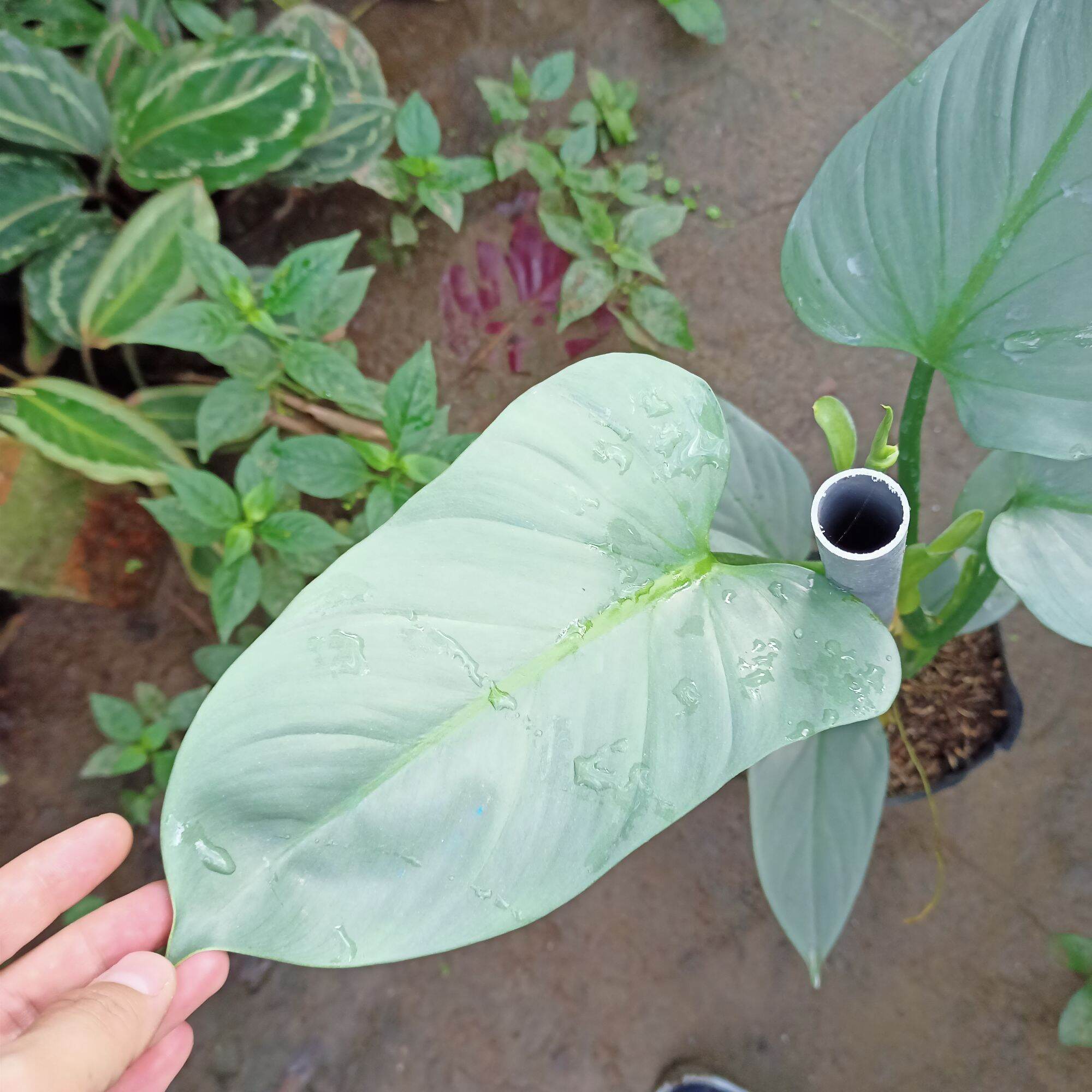 Cây trầu leo kiếm bạc - Philodendron hastatum