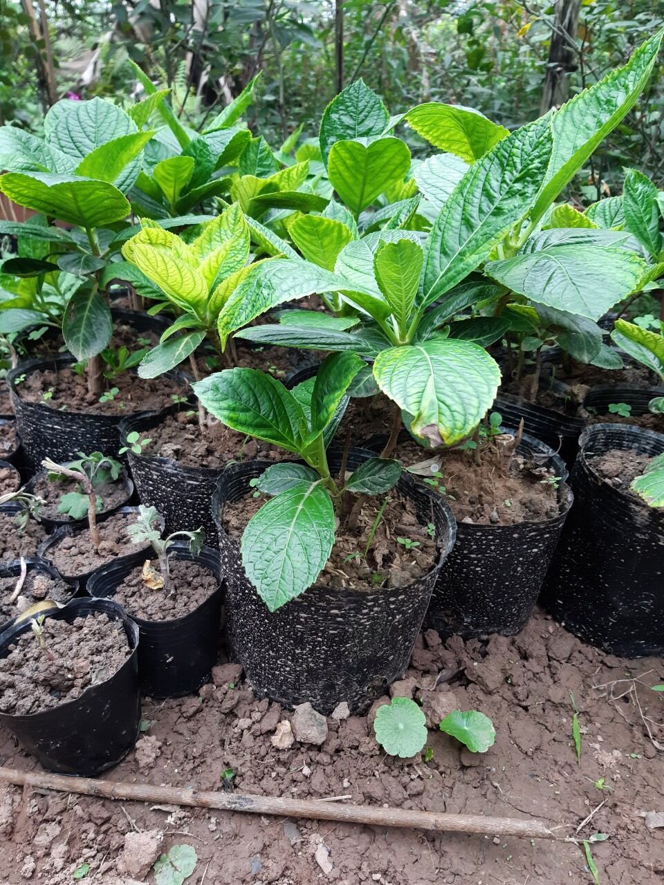 cây cẩm tú cầu bầu ổn định ảnh thật