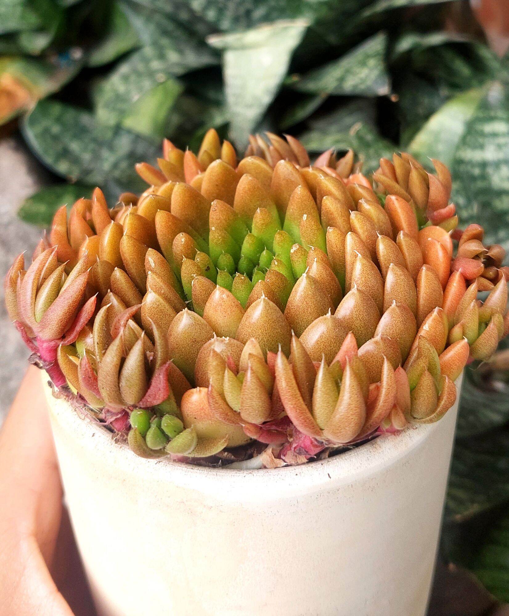 Sen đá BIẾN HÌNH size 9- 10 cm