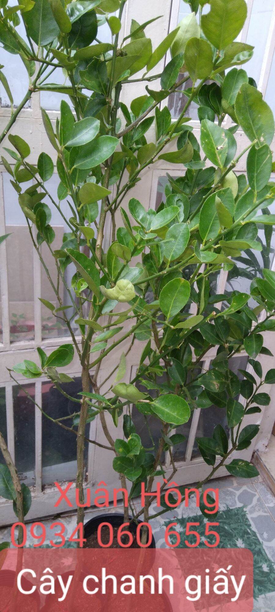 Potted Paper Lemon Tree, 1.2m Tall, with Fruit