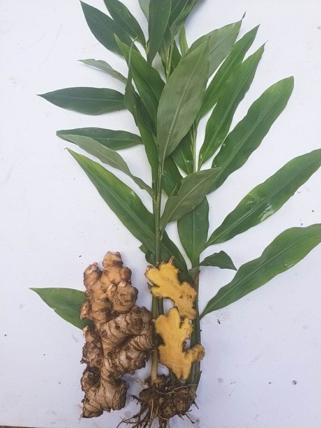 củ gừng gió tươi 1kg