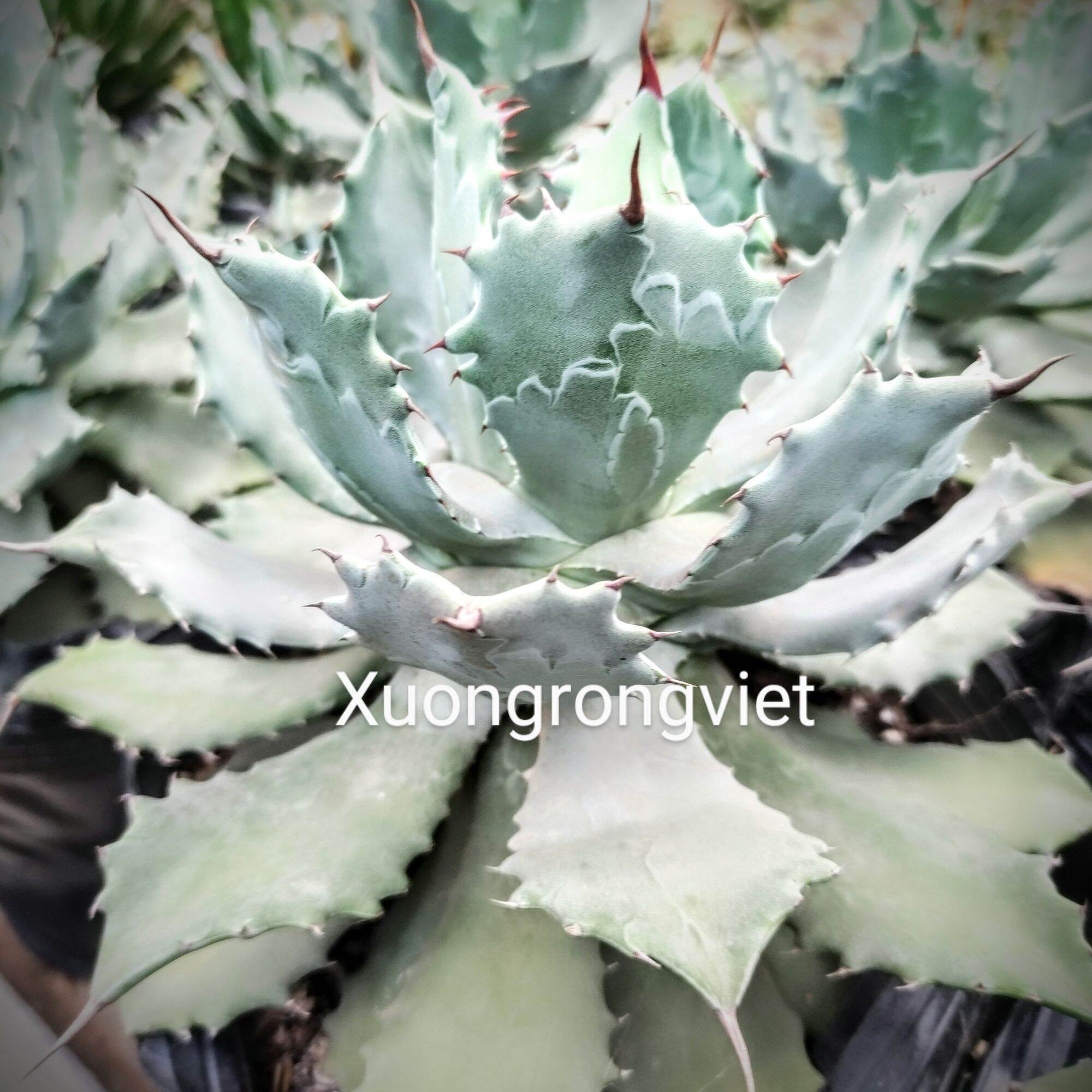 Dứa cảnh Agave Xanh Dương