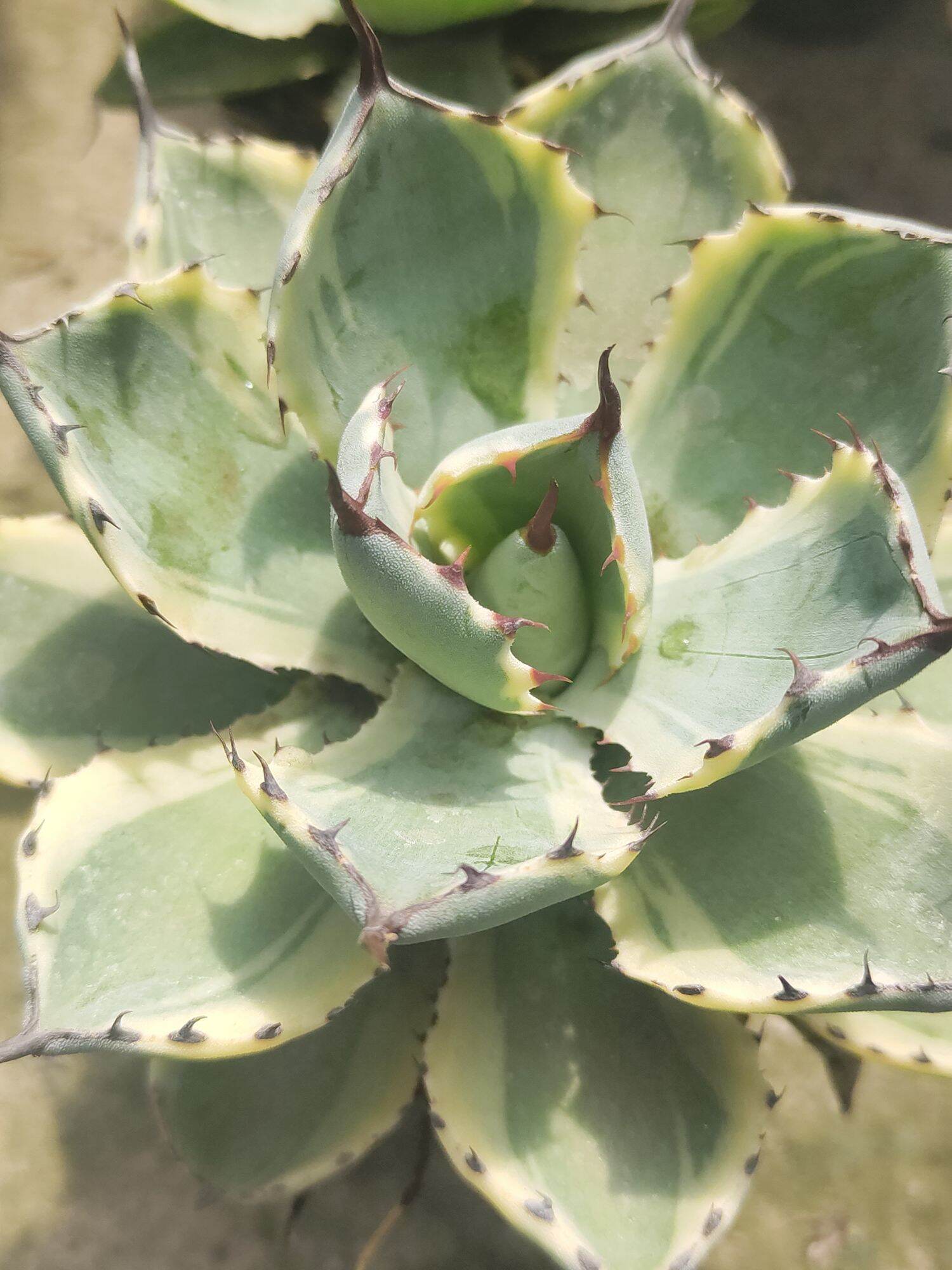 Dứa cảnh Agave lem vàng