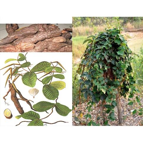Cây Hà Thủ Ô Trắng (Mã Liên An)