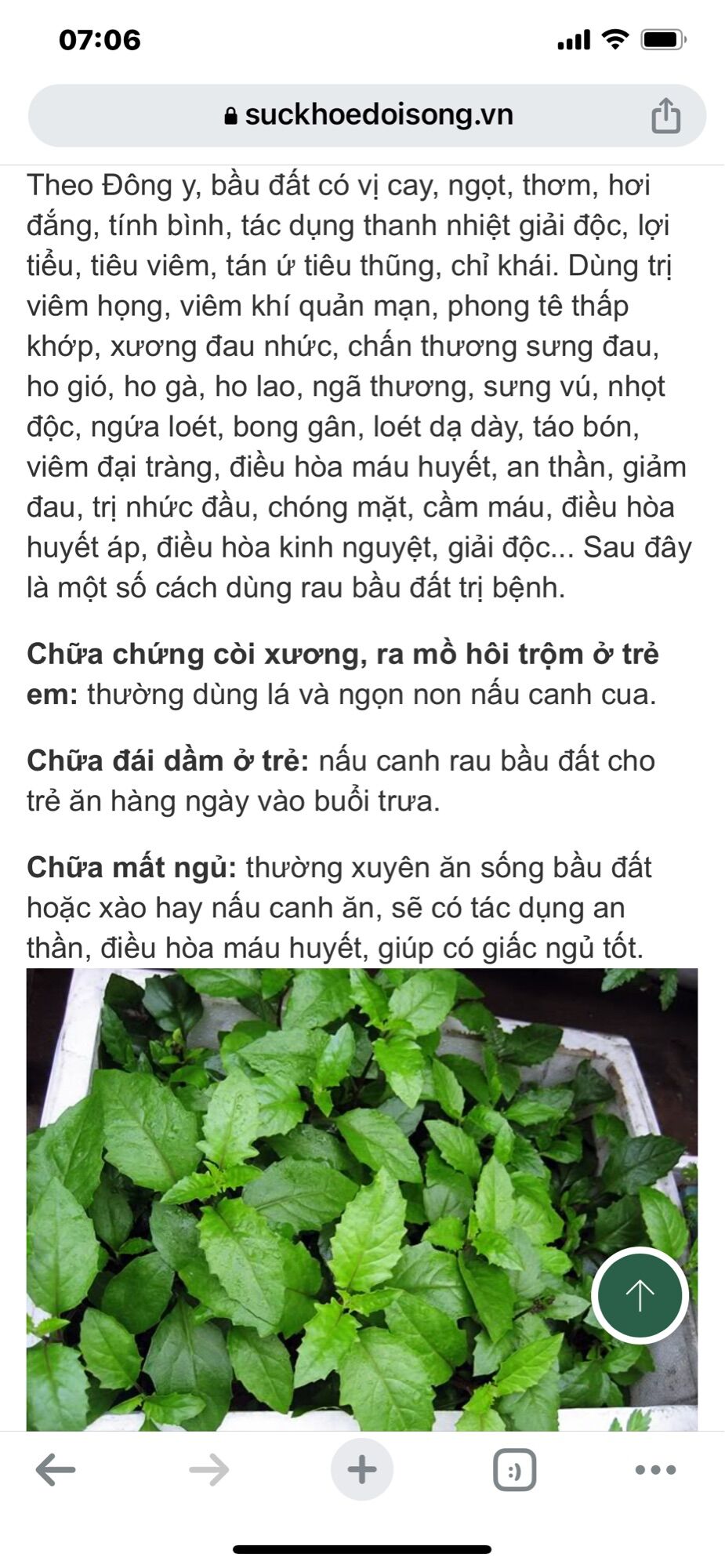 Cây rau bầu đất