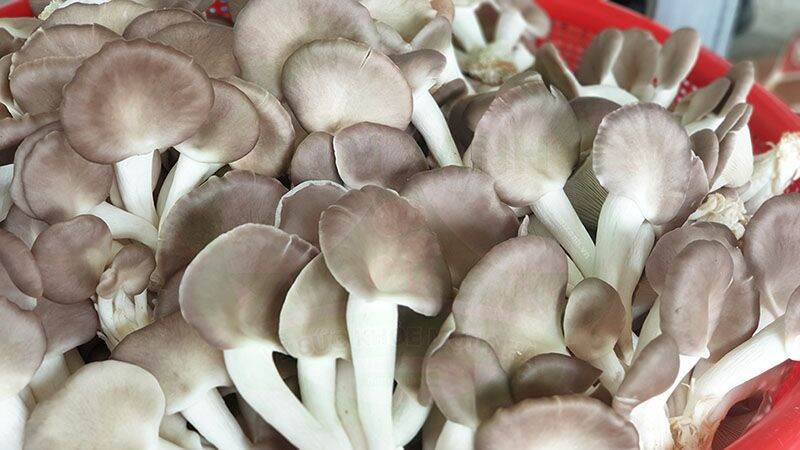 Phôi nấm bào ngư xám