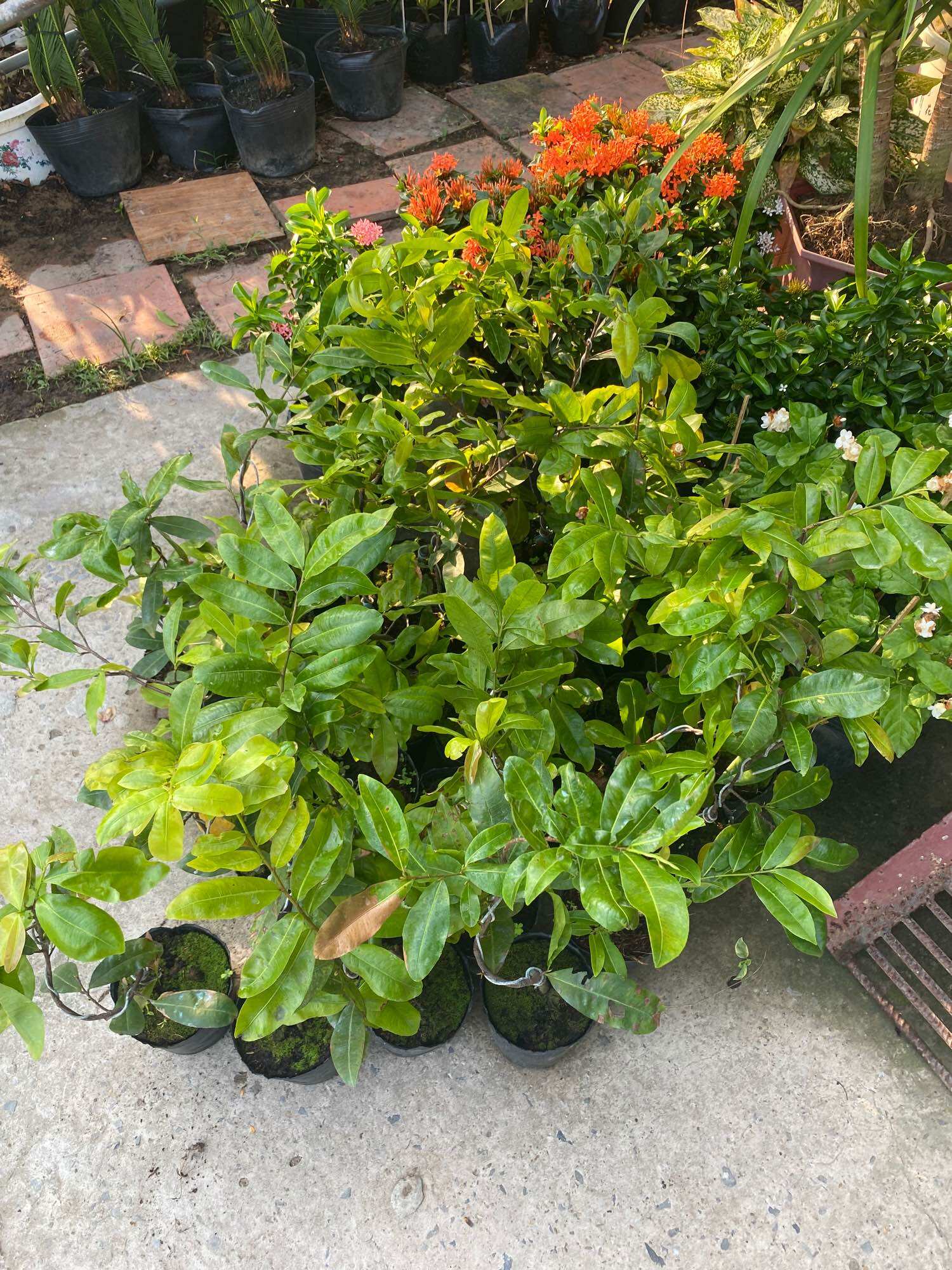 Cây Mai vàng cúc 150 cánh ( cao 40-60cm )