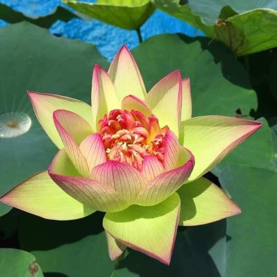 hạt giống sen thái nghìn cánh(10 hạt)