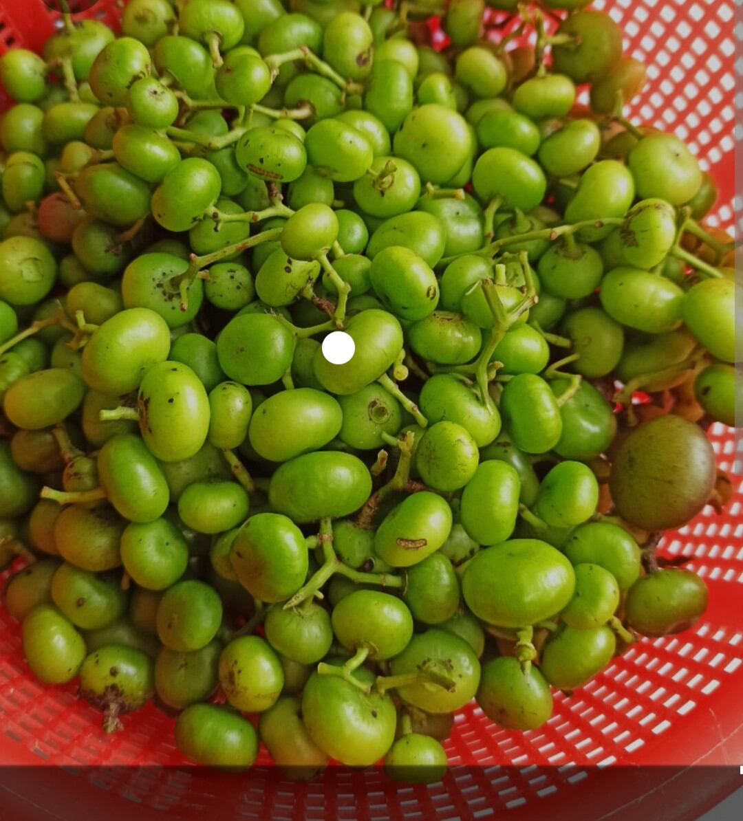 Trái Giác Miền Tây 500 gr