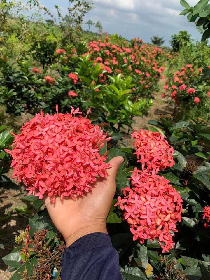 combo 5 cây giống bông trang mỹ hồng
