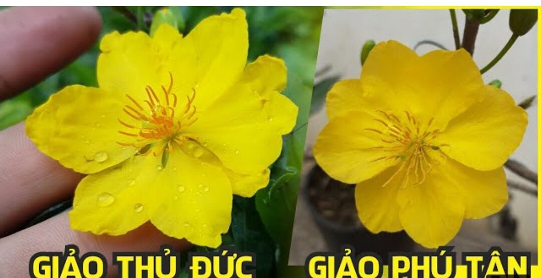Mai ghép cúc thọ hương,đại lộc ,cúc tân châu dảo thủ thức,vv